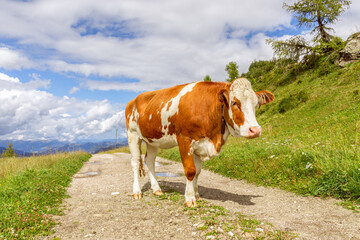 Fototapeta na wymiar Young bull on the road in the Italian Alps. Italian Dolomites. Trentino Alto Adige