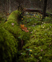 Green moss growing on a dead tree with yellow fallen leaves on it