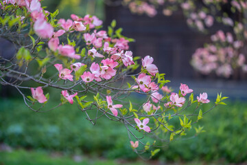 Flowering dogwood in spring