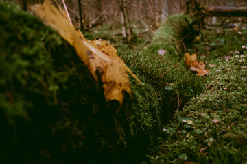Green moss growing on a dead tree with yellow fallen leaves on it