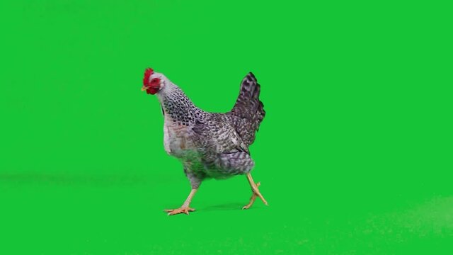 gray hen appears on a green screen, runs and leaves the screen, slow motion