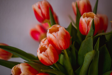 Naklejka premium Red and Yellow Tulip Bouquet Details