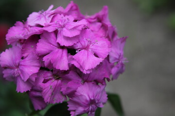 Fiore