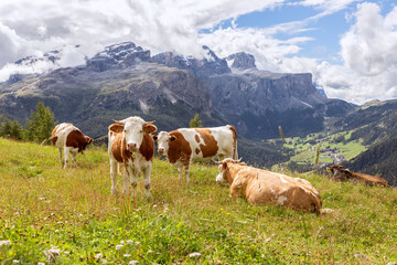 Fototapeta na wymiar Group of young curious cows in the Italian Dolomites. Trentino Alto Adige
