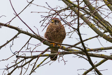 Common Kestrel - Falco tinnunculus - spring started in france
