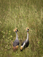 Grey crowned crane bird in the grass during safari in Tarangire National Park, Tanzania.