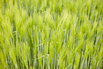 green wheat in the field