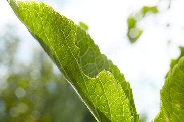 close up of green leaf