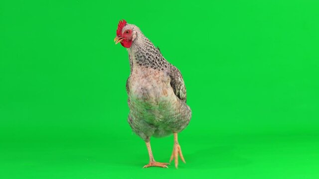 gray chicken stands, walks and cluck on a green screen. natural sound.