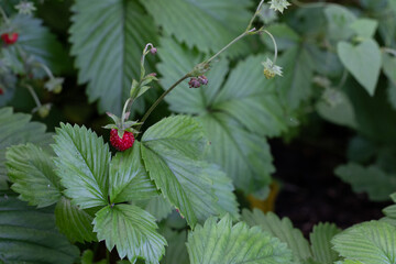 Wild Strawberries. Ready to Eat Nature Food