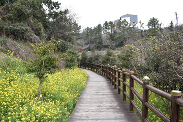 Fototapeta na wymiar Beautiful yellow canola flower and flower road