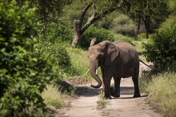 Beautiful elephants during safari in Tarangire National Park, Tanzania.