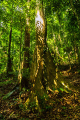 Jungle forest. Exotic tropical green plants