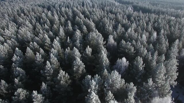 Aerial view of a winter forest. Nature ecology concept. Winter time, coziness, enjoying sunrise. Beautiful sunny day. Orbit shot.