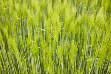 green wheat in the field