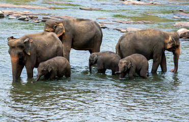Elephants from the Pinnawala Elephant Orphanage bathe in the Maha Oya River in Sri Lanka. The elephants bathe in the river twice daily.