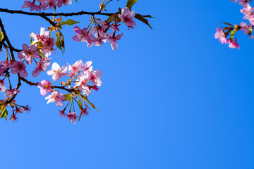 【初春・早咲き桜】河津桜