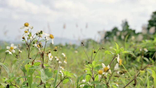 Pilose Beggarticks swaying in the wind.