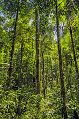 Fototapeta na wymiar Jungle forest. Exotic tropical green plants