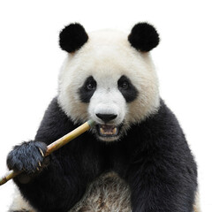 Closeup of giant panda bear isolated on white background - 419826322