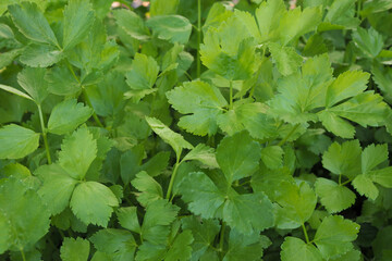 Fresh of green leaves celery nature background