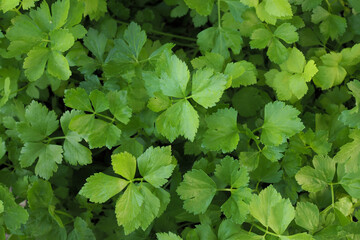 Fresh of green leaves celery nature background