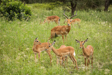 Group of impala image taken on Safari located in the Tarangire, National park, Tanzania.