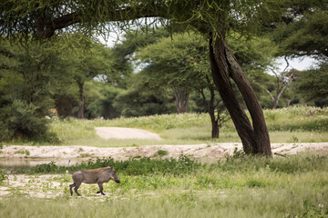 Warthog during safari in Tarangire National Park, Tanzania