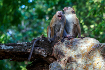 A pair of angry Toque macaques sit in a tree in Yala National Park in southern Sri Lanka.