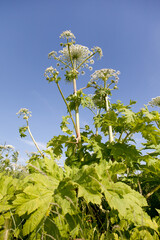 Giant hogweed in sunlight in summer. A large plant wrestler.