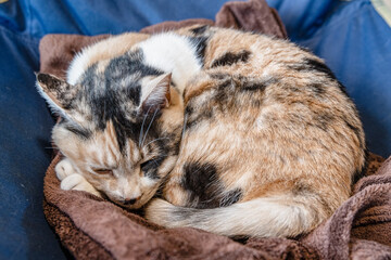 三毛猫くうちゃん