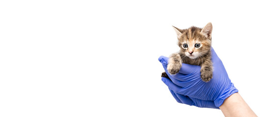 Checkup and treatment of small striped kitten at a veterinarian visit in the veterinary clinic. Closeup of cat in hands of doctor in blue latex gloves. Copy space on white background. Pet healthcare
