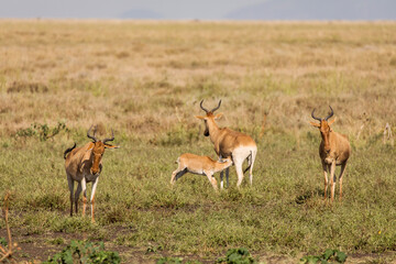 Naklejka na ściany i meble Closeup of Impala image taken on Safari located in the Tarangire, National park, Tanzania. Wild nature of Africa.