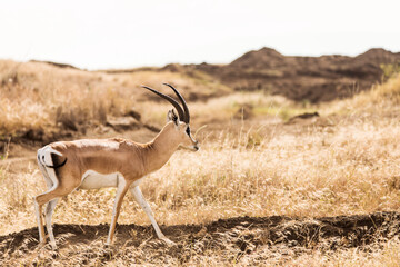 Closeup of Impala image taken on Safari located in the Tarangire, National park, Tanzania. Wild nature of Africa.
