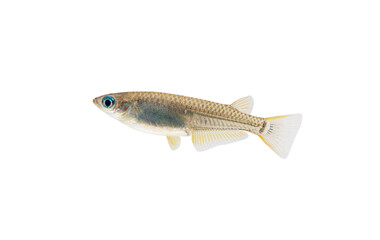 Japanese killifish on white background