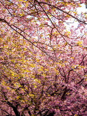 【初春・早咲き桜】河津桜