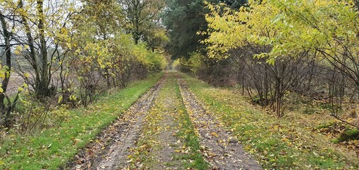 Obraz premium autumn