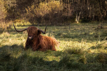 Furry highland cow in Isle of Skye, Scotland.