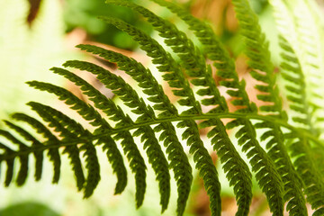 fern leaf in the forest