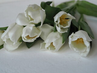Congratulatory background. White tulips with yellow stamens on a white background with copy space for text.Congratulate women and mothers on the holiday.