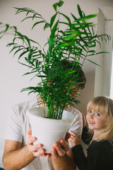 Dad and daughter are having fun in the home garden, holding a brown pot with Chamaedorea elegans against the background of a white wall. Houseplant care concept. 