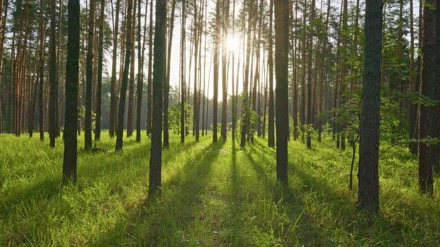 Gimbal shot of morning spring forest with lush green grass. Sun breaking through from tree trunks. Great day in the forest in nature