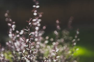 native Australian tea tree Leptospermum plant outdoor in sunny backyard