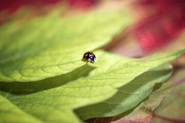 autumn maple leaves on a red background with a ladybug close-up