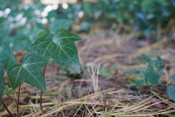 Vine on the forest floor