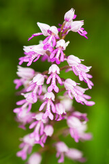 Orchis militaris