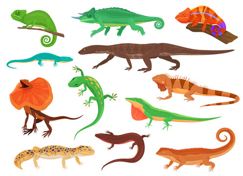 Set of colorful lizards. Different species of lizards. Vector illustration on a white background