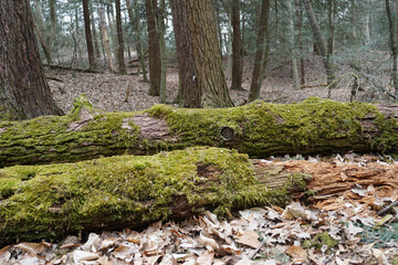 Fototapeta premium Moss on trees in the forest