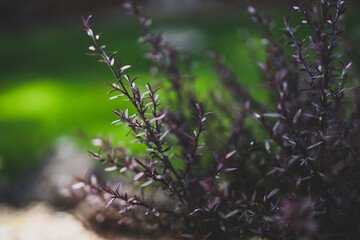 native Australian tea tree Leptospermum plant outdoor in sunny backyard