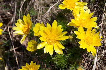 Adonis vernalis